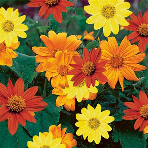 Tithonia Mexican Sunflower – summer–monsoon blooms (Greesm–Varsha)