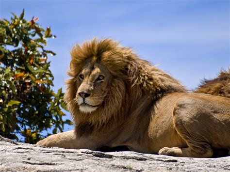File:Male Lion on Rock.jpg - Wikipedia, the free encyclopedia