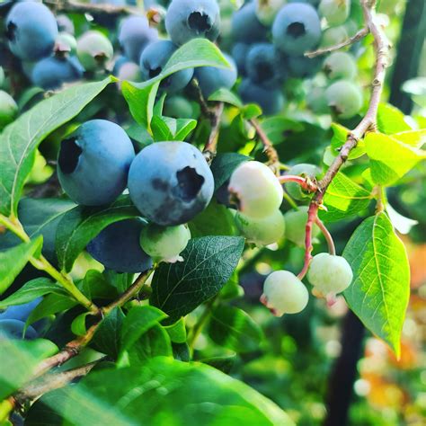 The Best Seasons for Blueberry Picking | Wellers Blueberry Farm