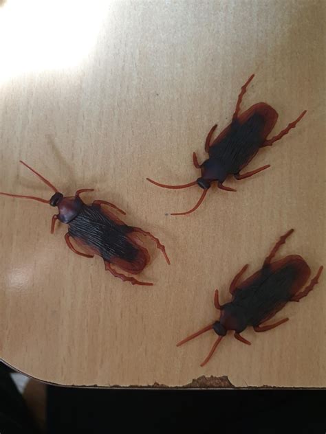Buy Tootpado Plastic Halloween Trick Toys Roaches Prank Novelty ...