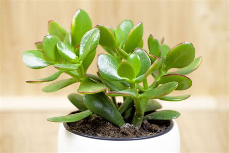 Jade Plant Care