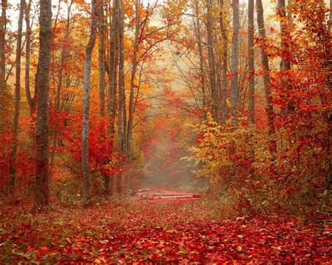 Download wallpaper 1280x1024 autumn, forest, foliage, trees, colorful ...