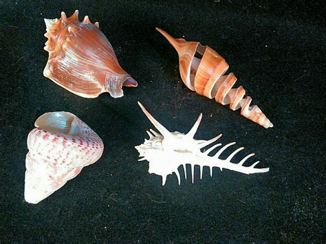 Image result for How Are Conch Shells Formed
