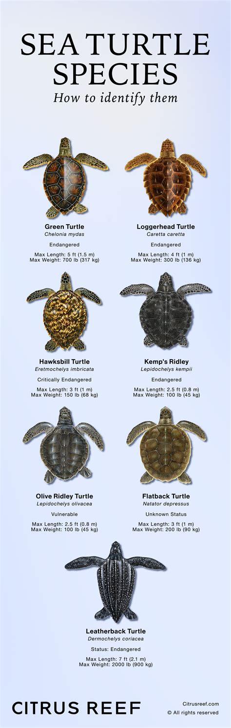 Sea Turtle Types 的图像结果