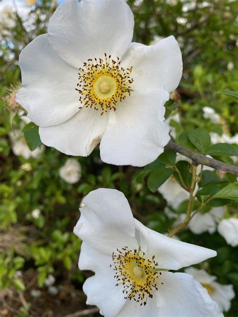 April Blooms | Discover Nature's Beauty — Magnolia Plantation & Gardens