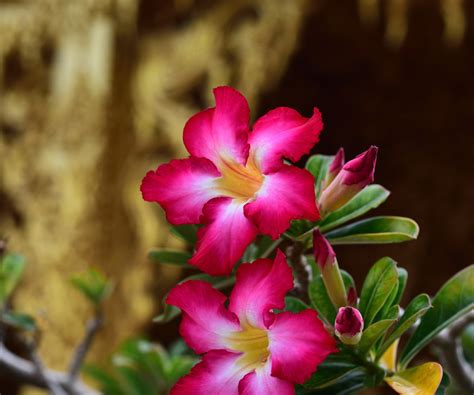 How to grow a desert rose: for a tropical and vibrant shrub | Homes and ...