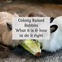 Image result for Rabbit Colony with Pallets