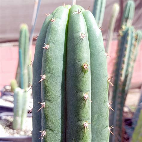 Trichocereus pachanoi cv. 'Yowie' | 'San Pedro' | Live plant - Freaky Cacti