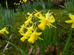 Image result for Spring Bunnies for Imbolc