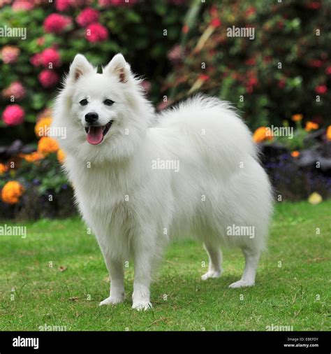 Japanese Dog Stock Photos & Japanese Dog Stock Images - Alamy