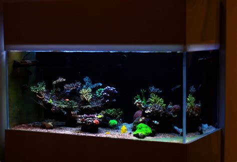 Dimensions For A 75 Gallon Tank at Michael Rushing blog