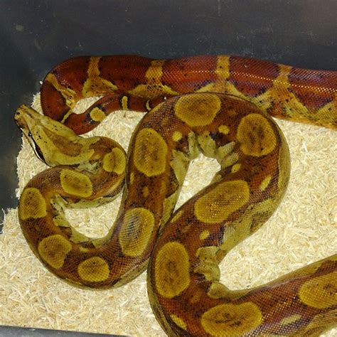 Hog Island Boa Temperament
