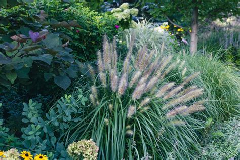 Ornamental Grasses: Selection, Design Ideas and Care - MyGardenLife