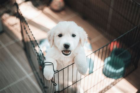 Puppy-Proofing Your Home: A Comprehensive Guide