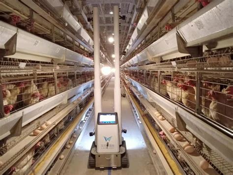 机器人养鸡？精细化养殖场实现年收益增长15% - 知乎