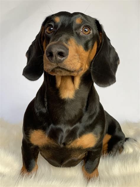Black And Tan Dachshund Standard