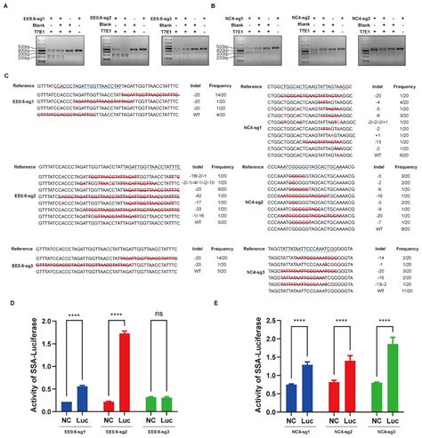 Identification of Two Potential Gene Insertion Sites for Gene Editing ...