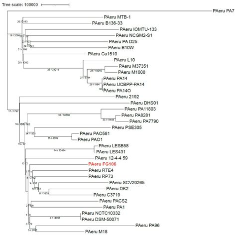 Plant Growth-Promoting Activity of Pseudomonas aeruginosa FG106 and Its ...