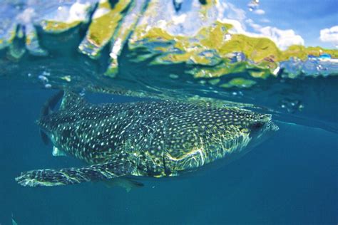 2023 Full Day Shark Watching and Canyoneering in Cebu