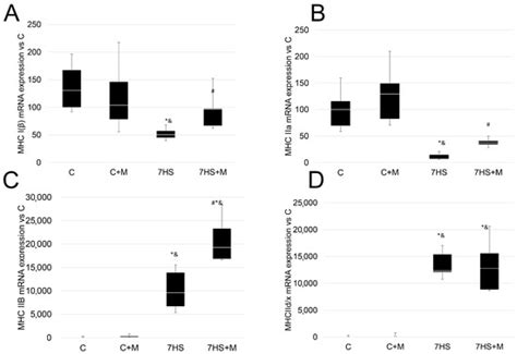 Metformin Attenuates Slow-to-Fast Fiber Shift and Proteolysis Markers ...