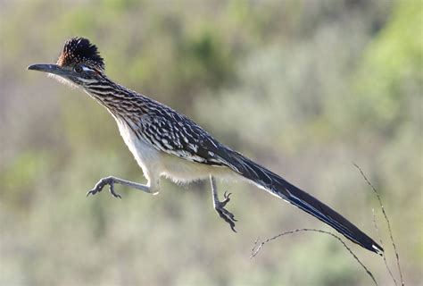 Greater Roadrunner | Audubon Field Guide