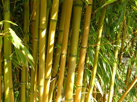 Bamboo Plant Yellow Leaves Buy Yellow Bamboo Plant Online From