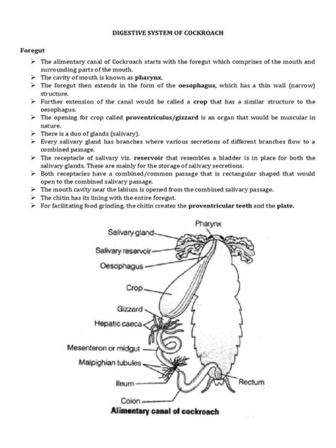 Image result for Digestive System of Cockroach