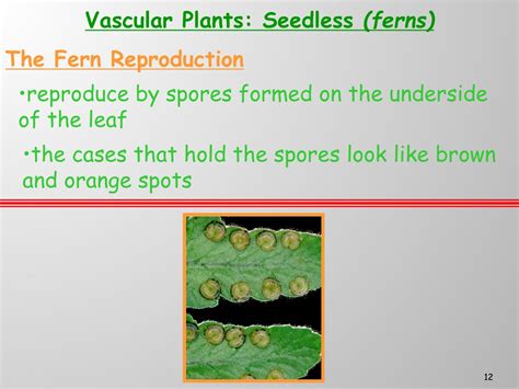 PPT - VASCULAR PLANTS PowerPoint Presentation, free download - ID:150011