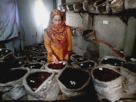 Meet Kashmir’s Mushroom Girl Who Makes Sure That There's No Compromise ...