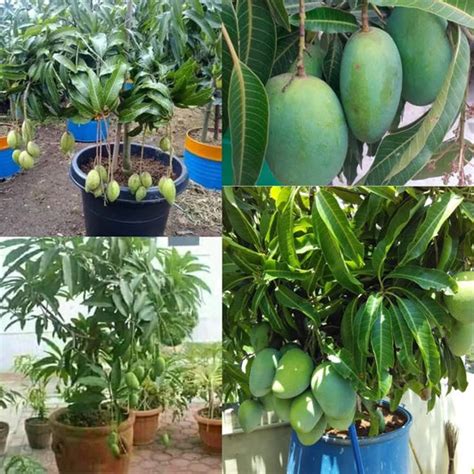 10 Mango Plants for Balcony , Dwarf Mango Fruit Plants, With ...