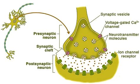 Synapse Permban Script 的图像结果