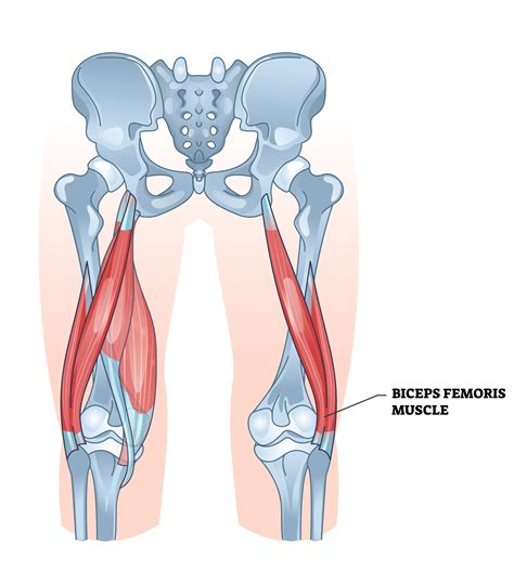 Biceps Femoris: 5 Exercises and 3 Stretches - Inspire US