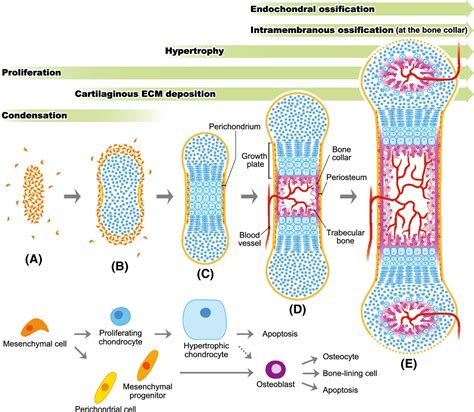 Steps Of Endochondral Ossification In Order at George Murphy blog
