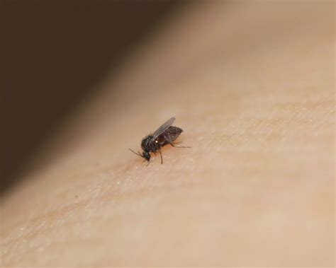 What Attracts No-see-Ums to an Area and How to Repel Them | Mosquito Joe