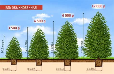 Сколько растет сосна, как ускорить и остановить рост