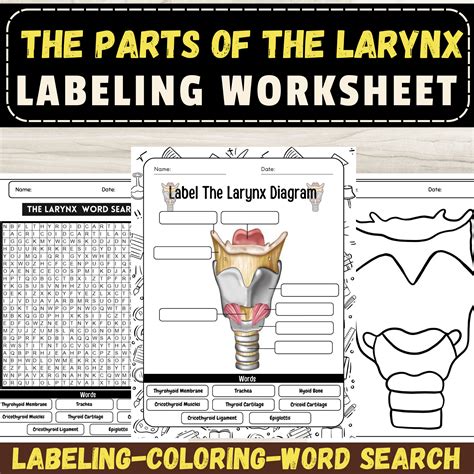 Larynx Anatomy Labeling Worksheets: Label The Parts of Larynx Diagram ...