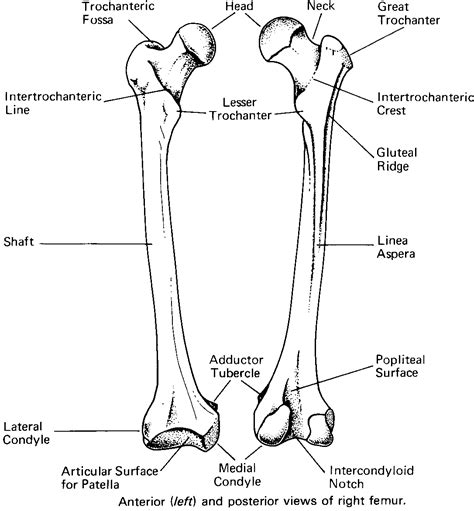 Diagram Of The Femur