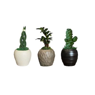 Ak Small Foliage - Assorted Premium Foliage House Plants at Lowes.com
