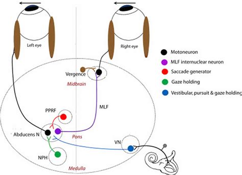 Eye nystagmus causes, types, signs, symptoms, test & nystagmus treatment