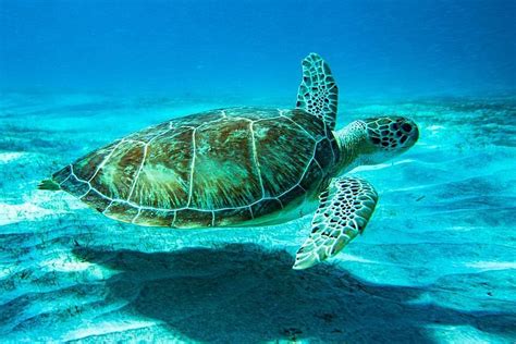 National Park Snorkeling Excursion | St. Thomas, U.S. Virgin Islands