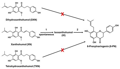 Antiproliferative and Cytotoxic Activity of Xanthohumol and Its Non ...