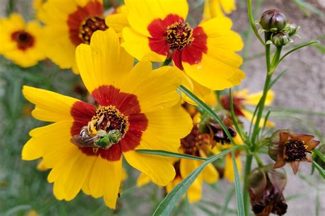 Coreopsis (Tickseed) Flowers: Planting, Growing, and Care Tips | The ...
