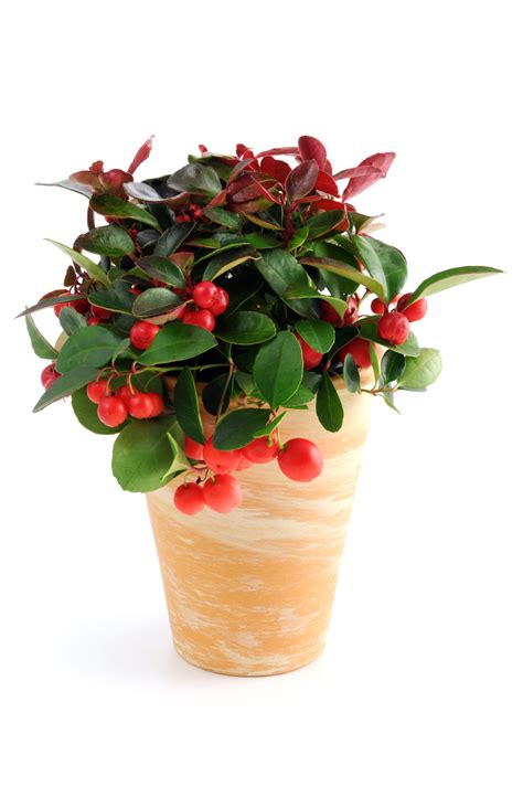 20 Festive Christmas Flowers and Plants That Aren't Poinsettias