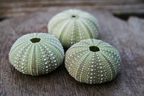 Grouped Green Sea Urchin Shells Free Stock Photo - Public Domain Pictures