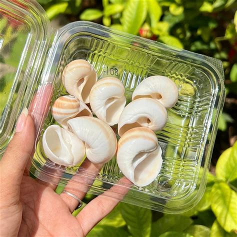 Vanilla Spiral Shells – Polished Curve Set – TCF INDIA