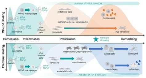 Journal of Functional Biomaterials | An Open Access Journal from MDPI