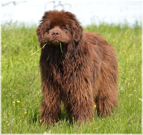 22 Fluffy Dog Breeds (Small & Big Breeds) - With Pictures | Hepper Pet ...