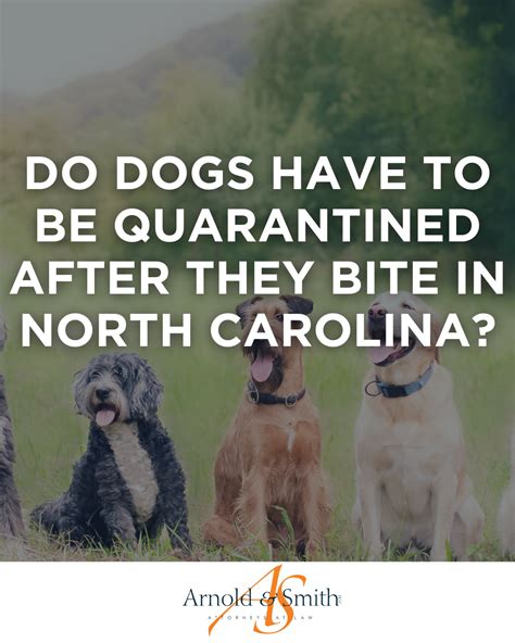 Bite Quarantine Dog