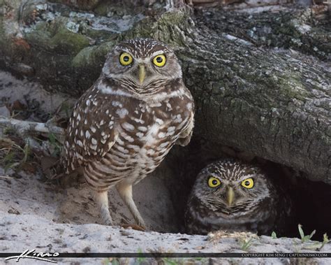 Burrowing Owls in South Florida Brian Piccolo Park | HDR Photography by ...