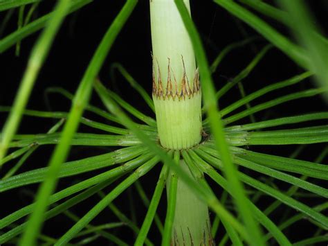 Equisetum telmateia Ehrh. | Plants of the World Online | Kew Science